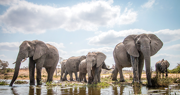 Drinking herd of Elephants.