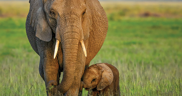 African elephant with cub in Amboseli NP