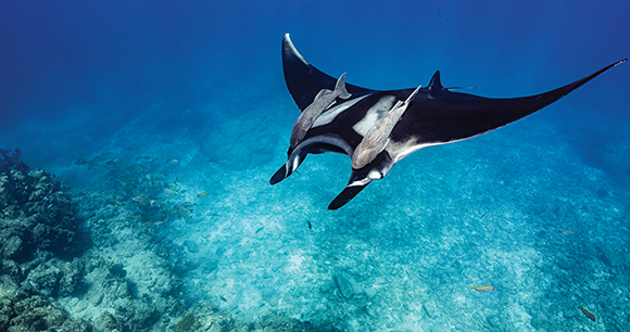 Giant Manta ray with ramoras swims over a shallow reef