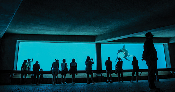 Kiska, a lone orca, being watched by tourists and visitors at Marineland.