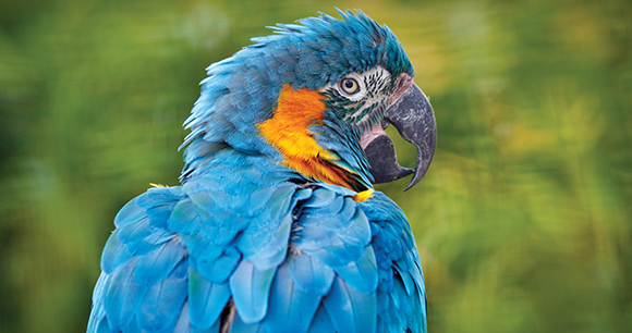 Bolivia wildlife, big blue parrot. Blue-throated macaw, Ara glau