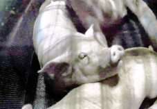 view of slaughter pigs preparing to get sprayed with CO2