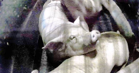 view of slaughter pigs preparing to get sprayed with CO2