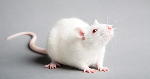 white laboratory rat isolated on grey background