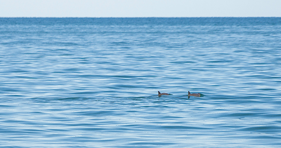 vaquita fins poke out in the water