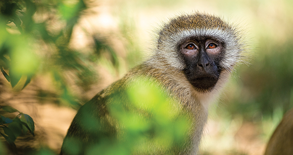 A green monkey sits on a tree. Kenya