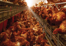 crowded farm chickens in hen house