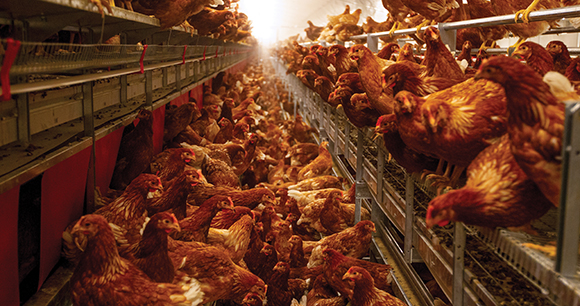 crowded farm chickens in hen house