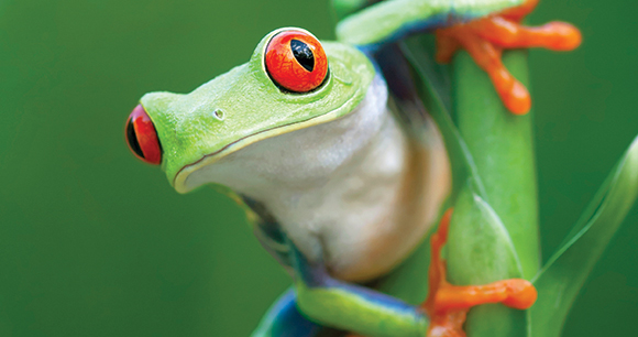Curious Red-eyed Tree Frog in Rainforest