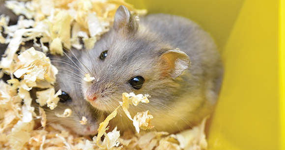 Pets hamsters live in a cage with wood shavings