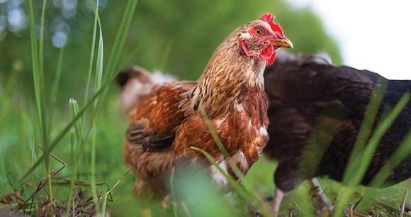 Mongrel red chicken wanders about in the yard