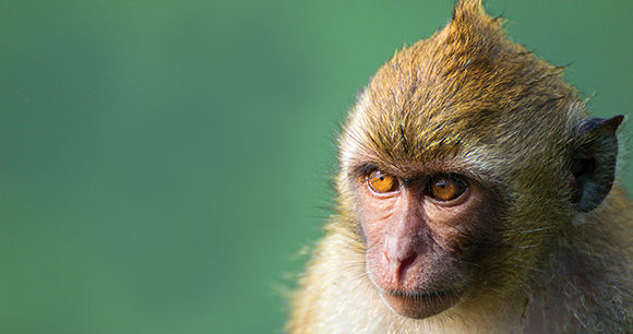 Long tailed macaque monkey portrait - The crab-eating macaque (Macaca fascicularis)