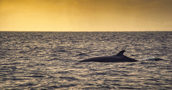 Minke Whale in Barents sea, Arctic Ocean in golden sunset. Kola Peninsula, Northern Russia
