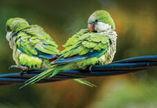 Two Monk Parakeets sitting on a wire
