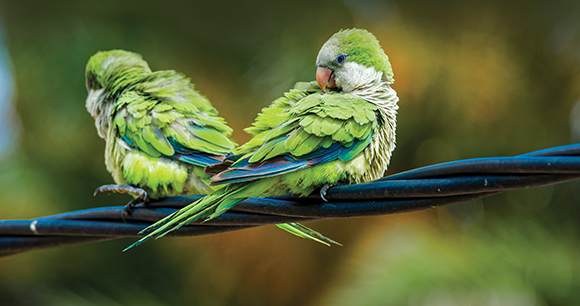 Two Monk Parakeets sitting on a wire