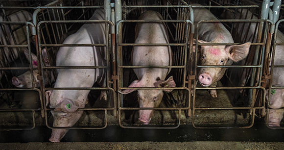 Sows peer out from gestation crates at an industrial pig farm. These sows live confined inside bare, concrete-floored enclosures large enough only for them to sit, stand and lie down, but they cannot walk or turn around. A concrete wall is their only view