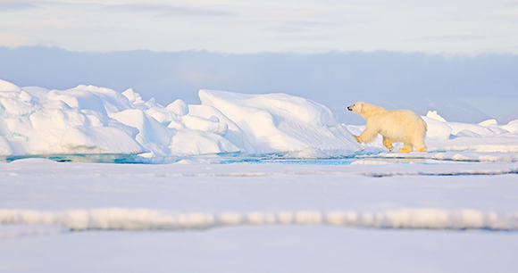polar bear crosses frozen lake