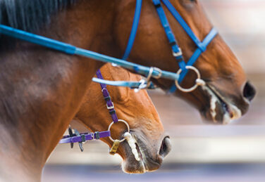 horses heads detail on a racetrack
