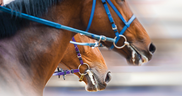 horses heads detail on a racetrack