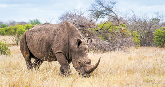 Rhinocéros blanc du sud grazing