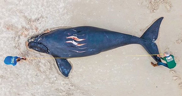 overhead view dead right whale beached being measured