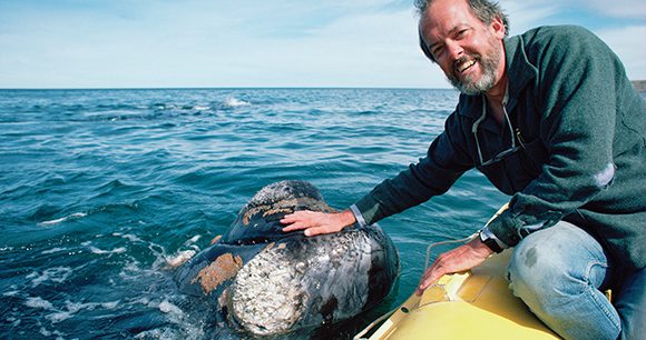 researcher Roger Payne pets whale, Peninsula Valdez, Argentina