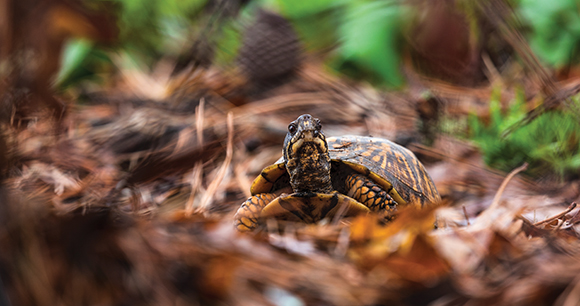 Eastern box turtle in nature on sunny day.