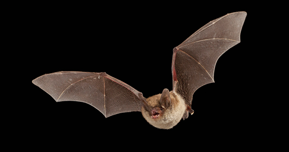 Northern Long-eared Bat male flying, Cherokee National Forest, Tennessee
