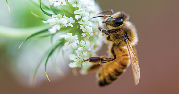 bee pollinates flower