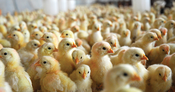 crowded chicks in an indoor environment