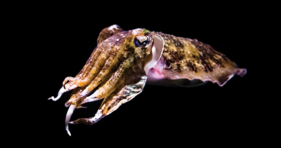 common cuttlefish in closeup isolated on a black background