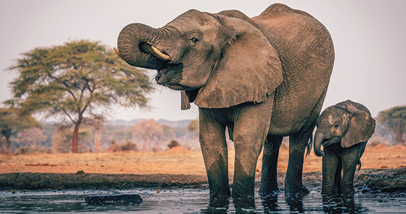 an elephant drinks from its trunk in shallow water with a child behind