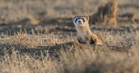 black-footed ferret looks out from tree bristles on ground