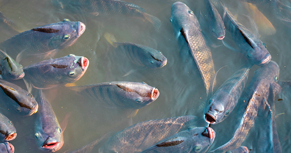 overhead view of crowded fish in farm