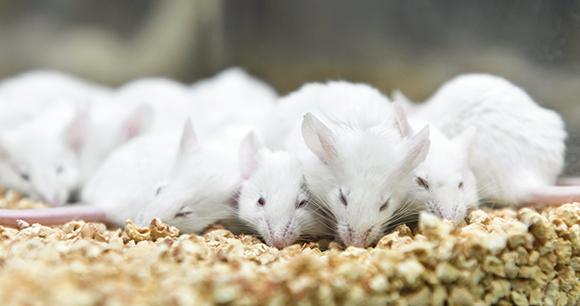 mice gather on the floor of a lab enclosure