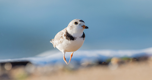 piping plover on a beach
