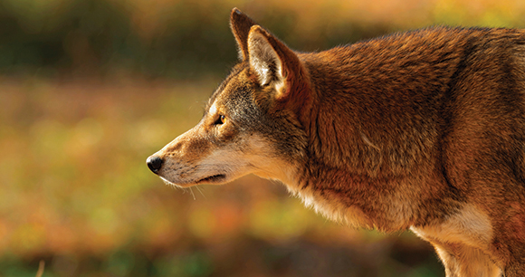 red wolf looks forward keenly