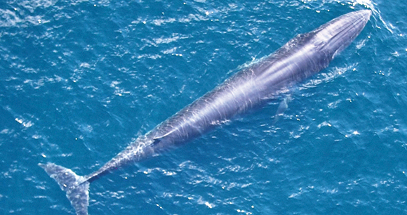 Rice's whale near the surface of the ocean