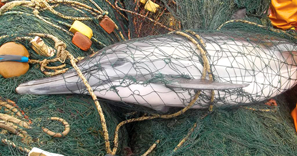bycatch dolphin lies dead, tangled in a net