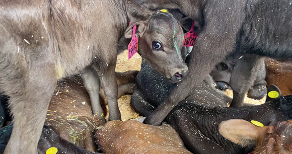 an overcrowded calf looks solemnly towards the camera