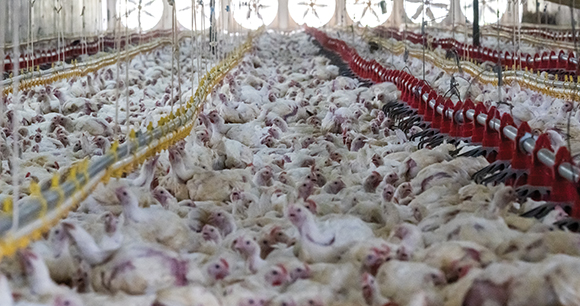 Thirty-three thousand chickens raised for meat live tightly packed together, cramped inside a massive shed on an industrial broiler chicken farm.