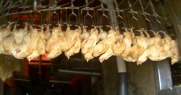 chickens hang upside down on a line in a slaughter facility