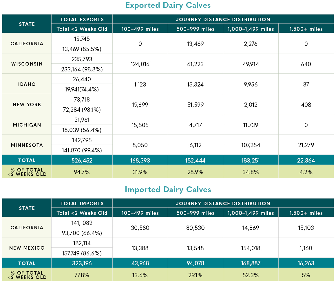 a chart showing statistics on exported dairy calves
