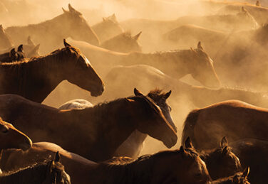 Silhouette of wild horses in sunset