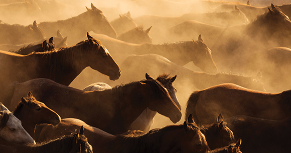 Silhouette of wild horses in sunset