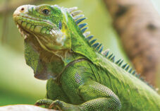 lesser Antillean iguana sits in a tree