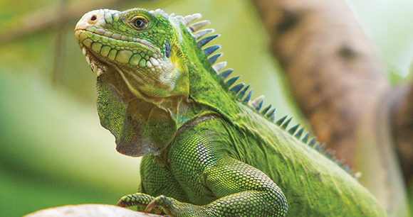 lesser Antillean iguana sits in a tree