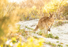 a kangaroo looks around at a beach