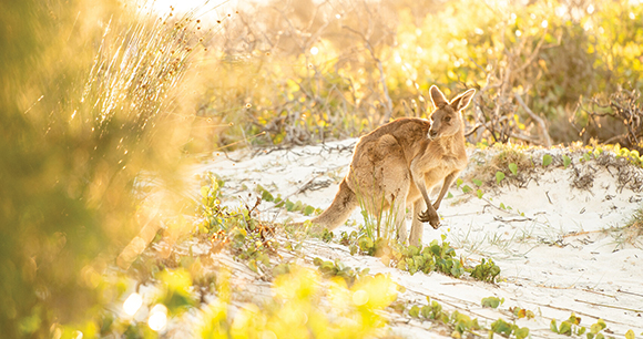 a kangaroo looks around at a beach