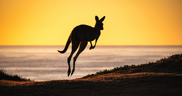 a silhoutted kangaroo jumps across a sunset beach